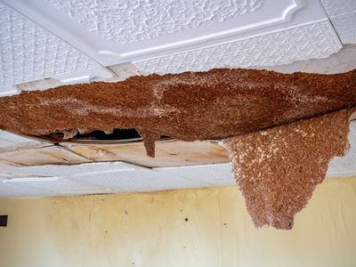 Water Damage Services